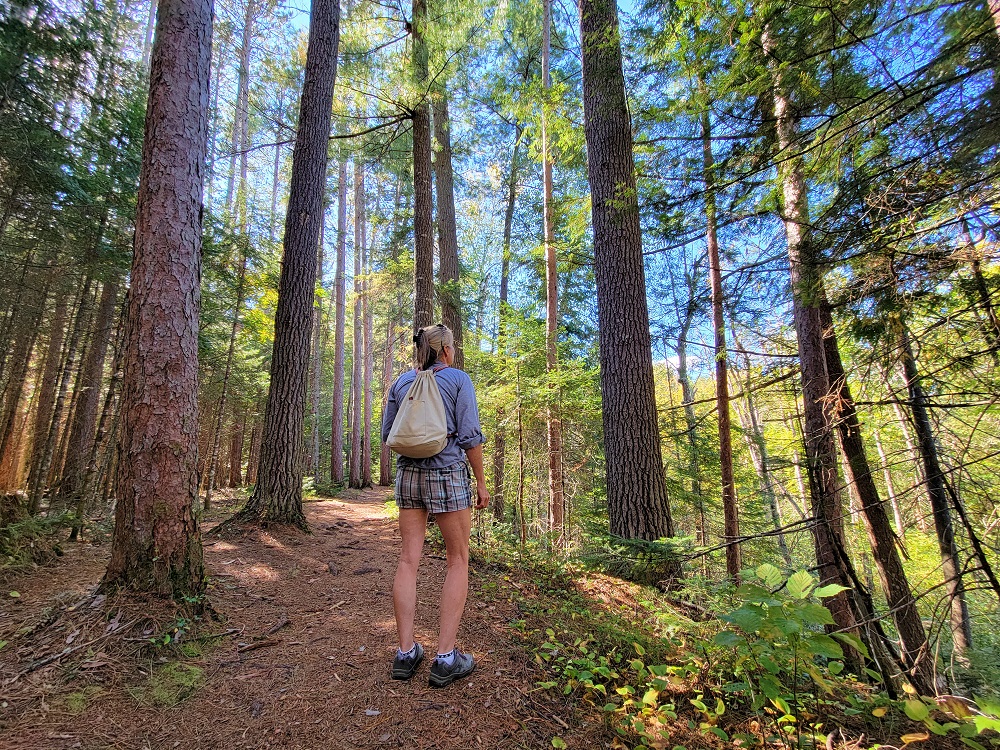 hiker looking at trees in forest