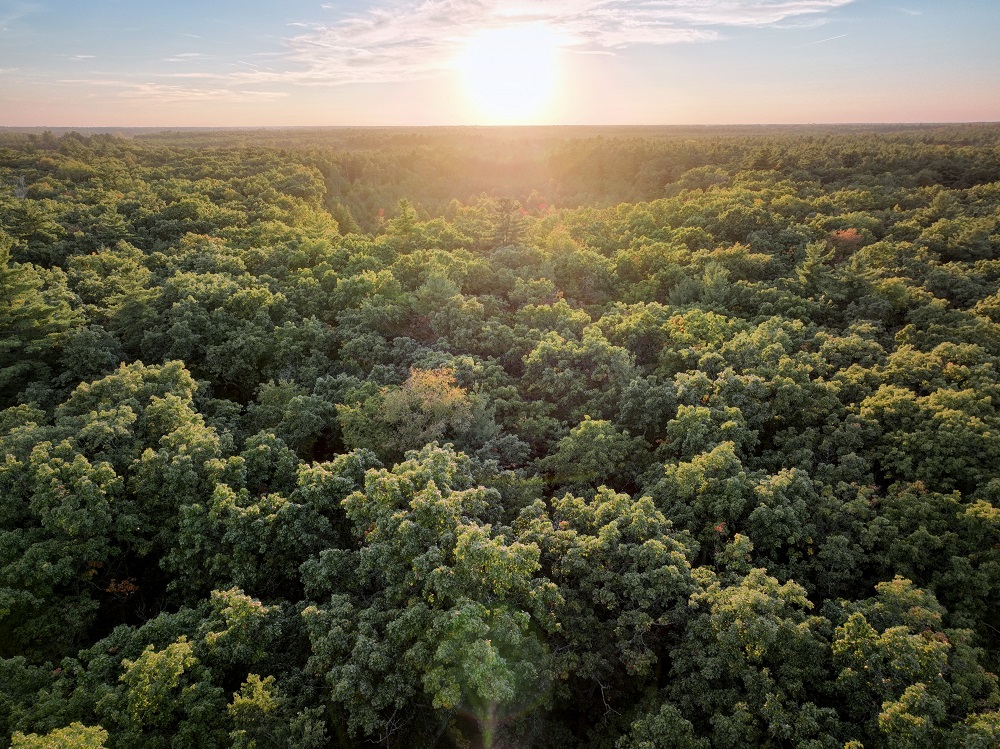 aerial view of forest