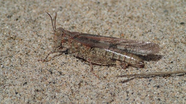 sandy grasshopper