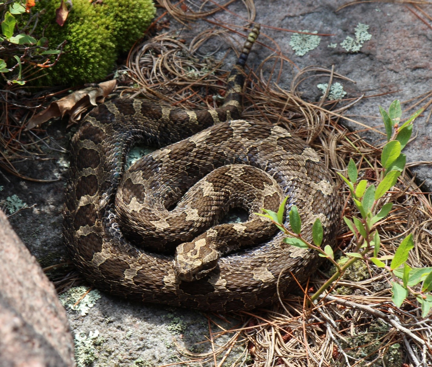 rattlesnake