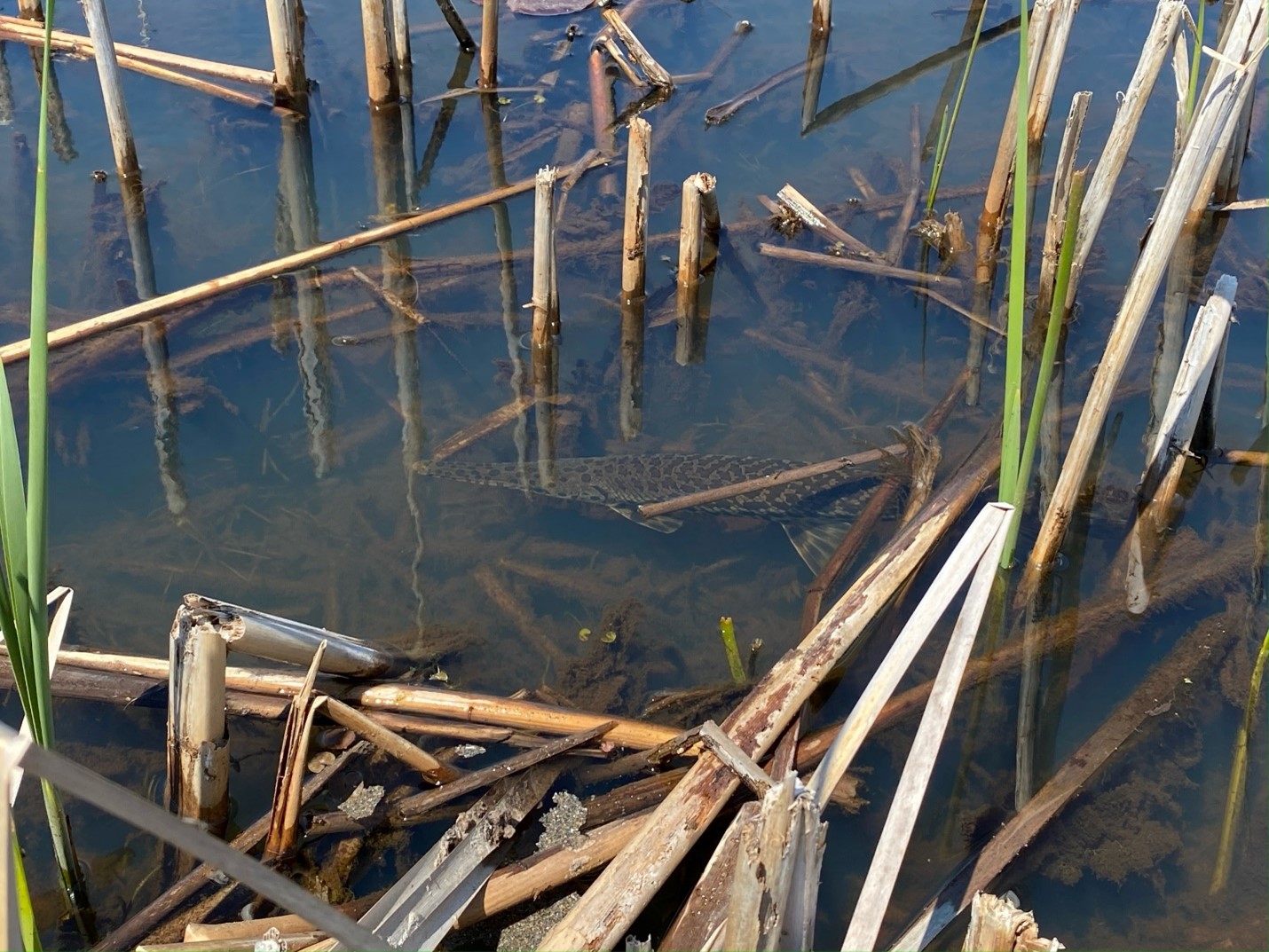 spotted gar in lake