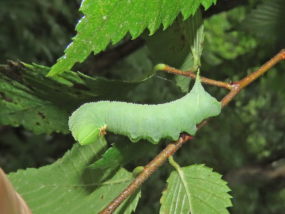 green caterpillar