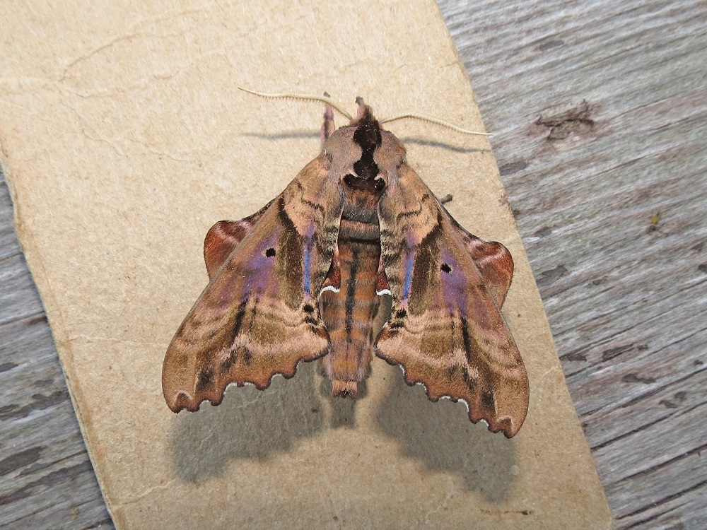 specimen of moth