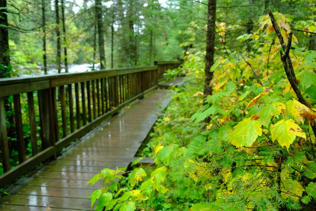 rainy boardwalk, wet vegetation in foreground