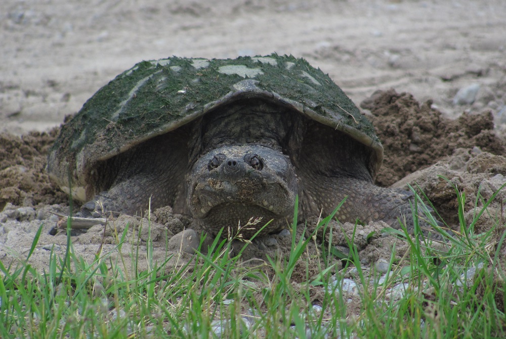 snapping turtle laying eggs