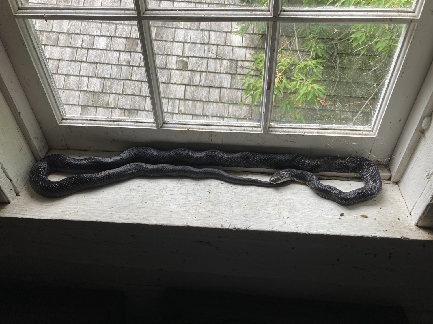 A long thin snake, light and dark grey in colour, resting on a deep window sill.