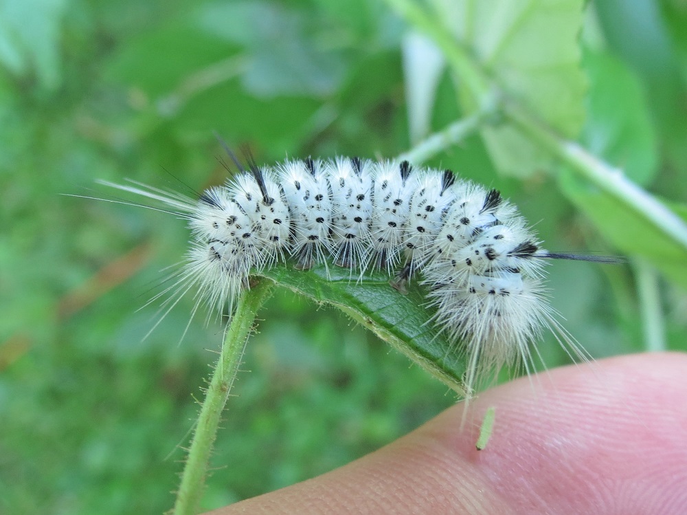 white and black fuzzy caterpillar 