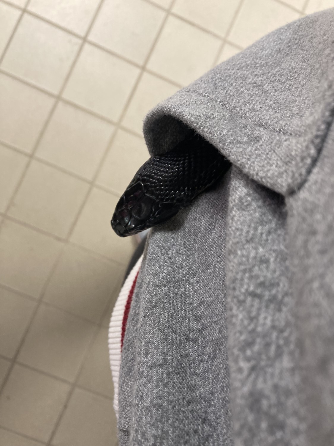 A grey snake sticking its head out of a grey sweatshirt pocket