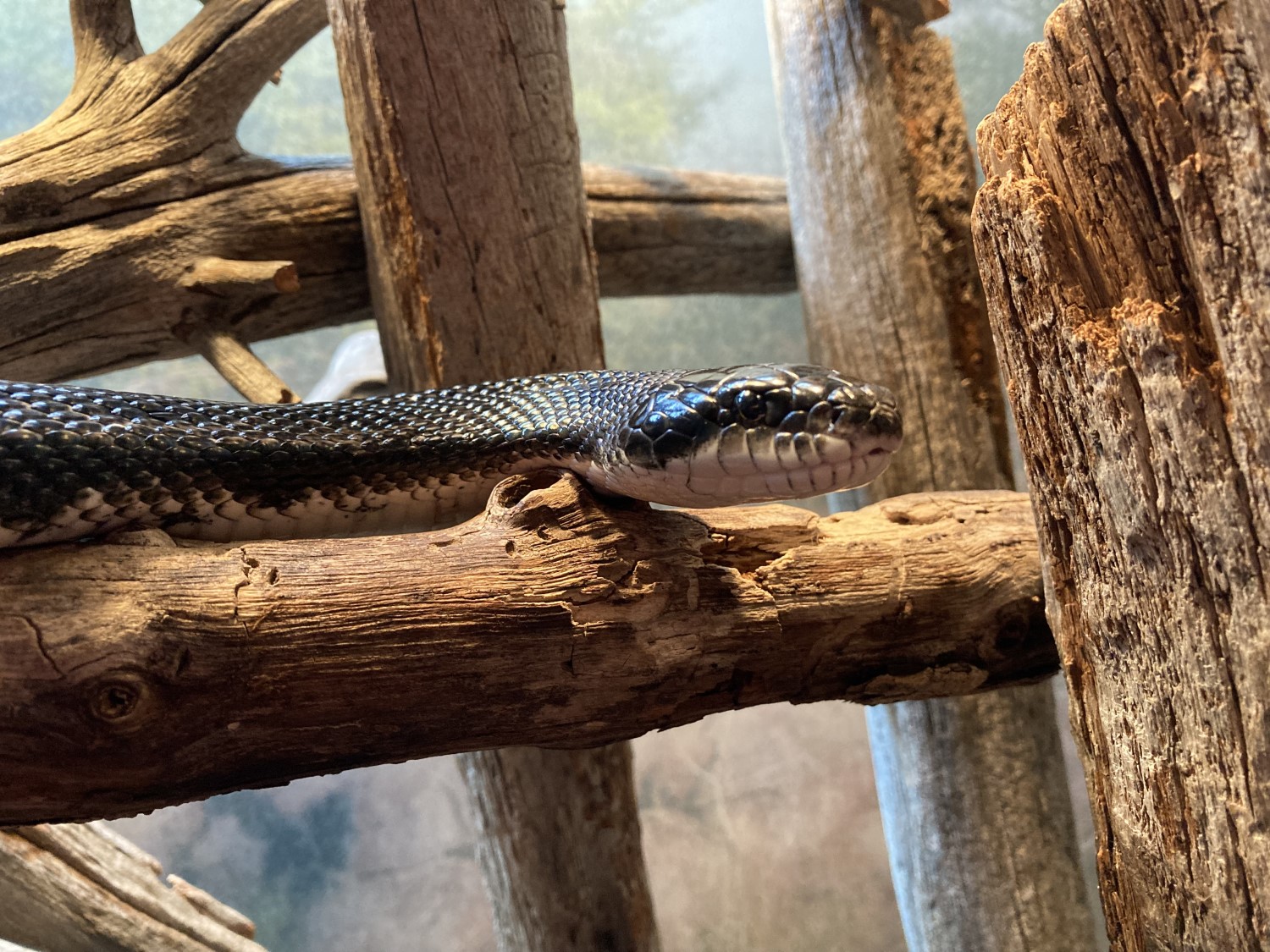 A grey and white snake on a piece of wood, looking at the camera.