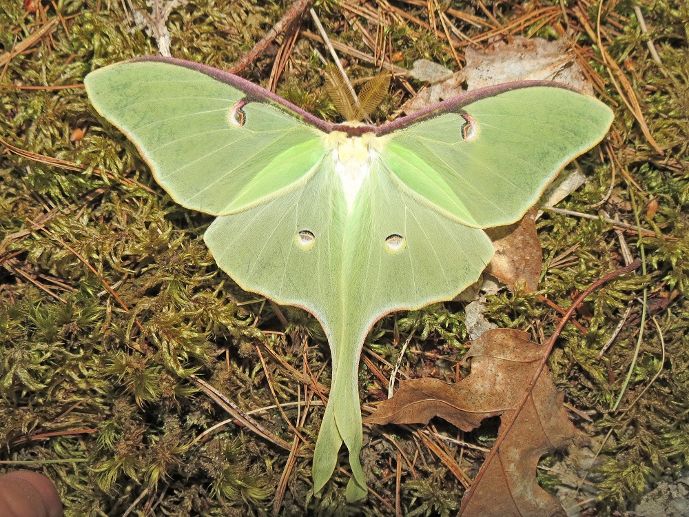 green moth