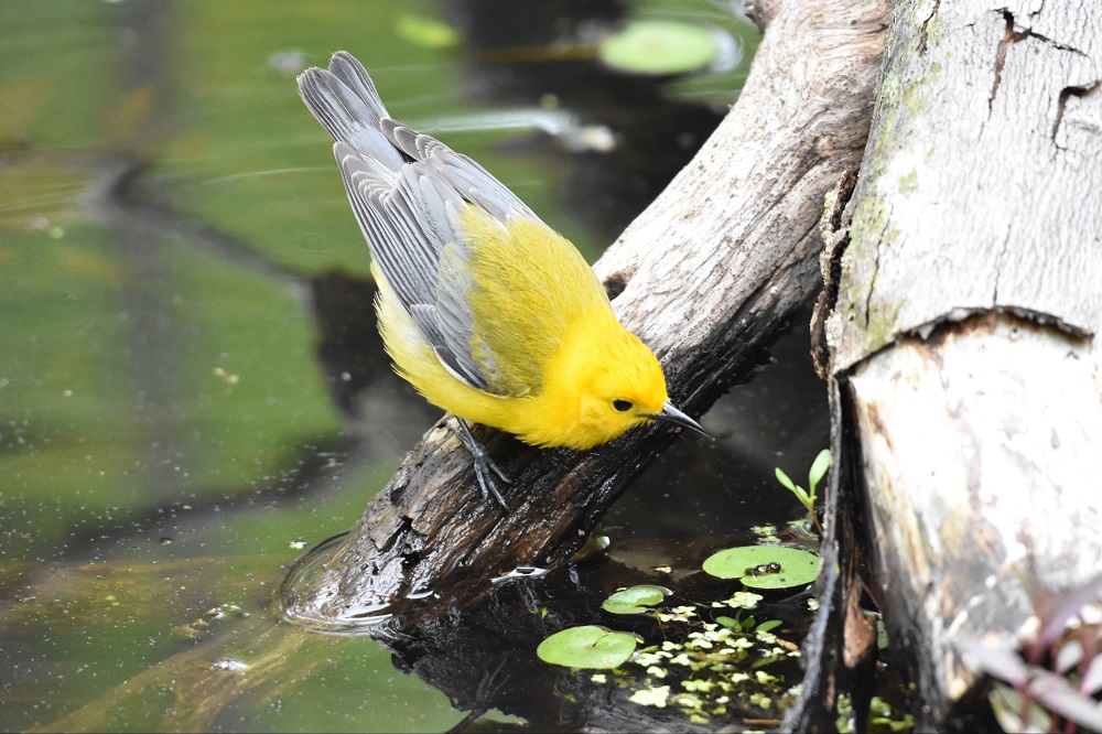 warbler looking into water