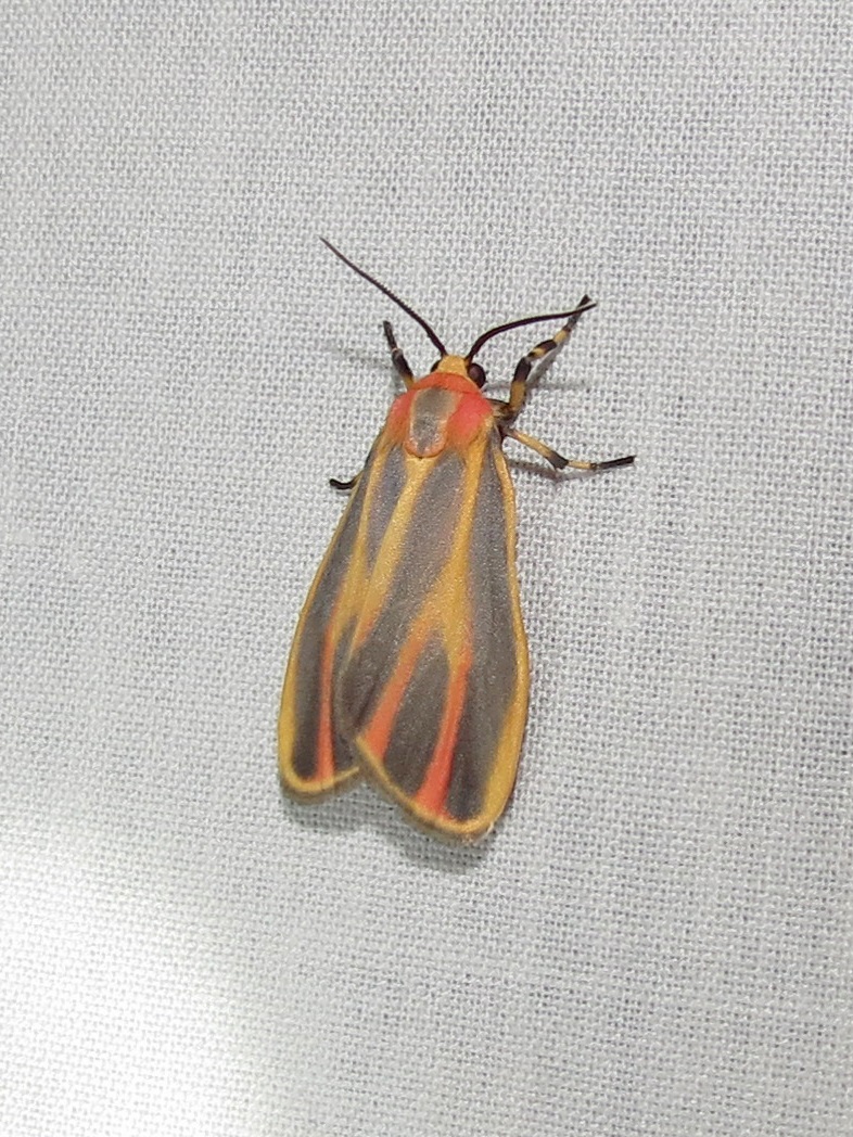 orange and black moth