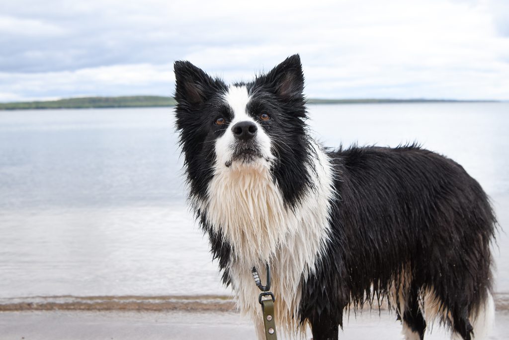 wet dog on beach, lake in background