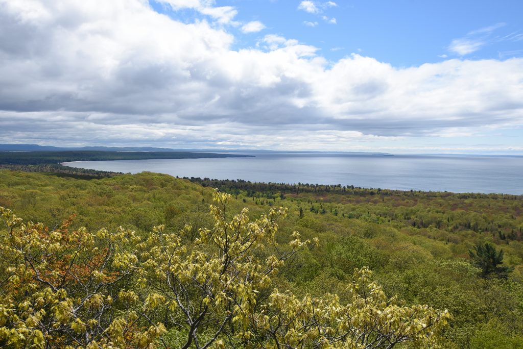 view of forested shore along lake