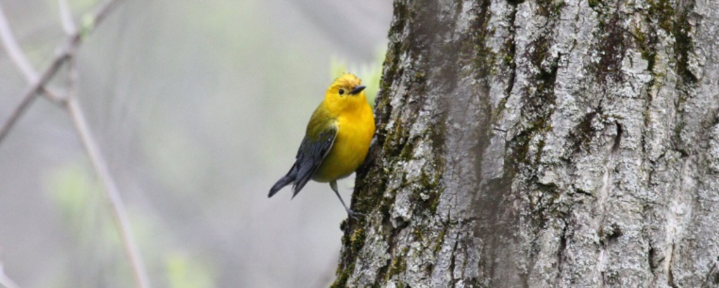 A Prothonotary Warbler on a tree trunk