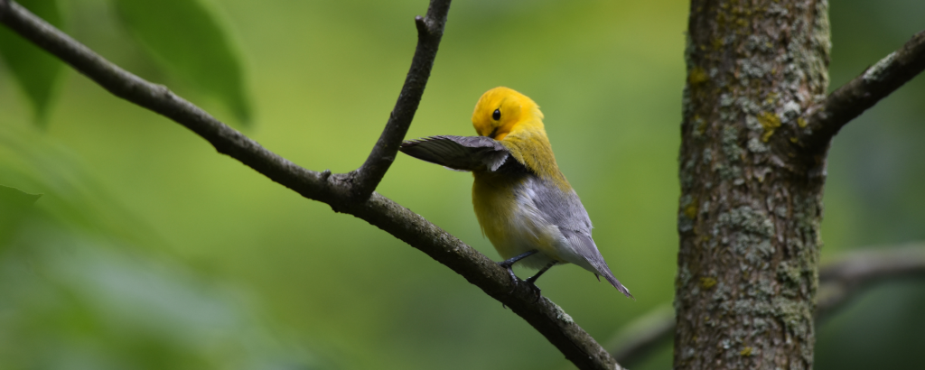 Prothonotary Warbler on a tree