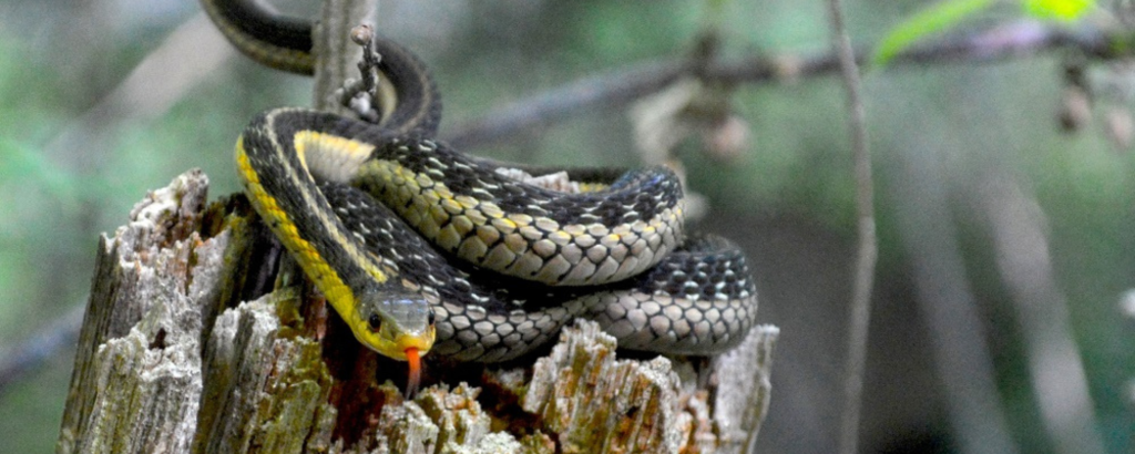 Eastern Gartersnake