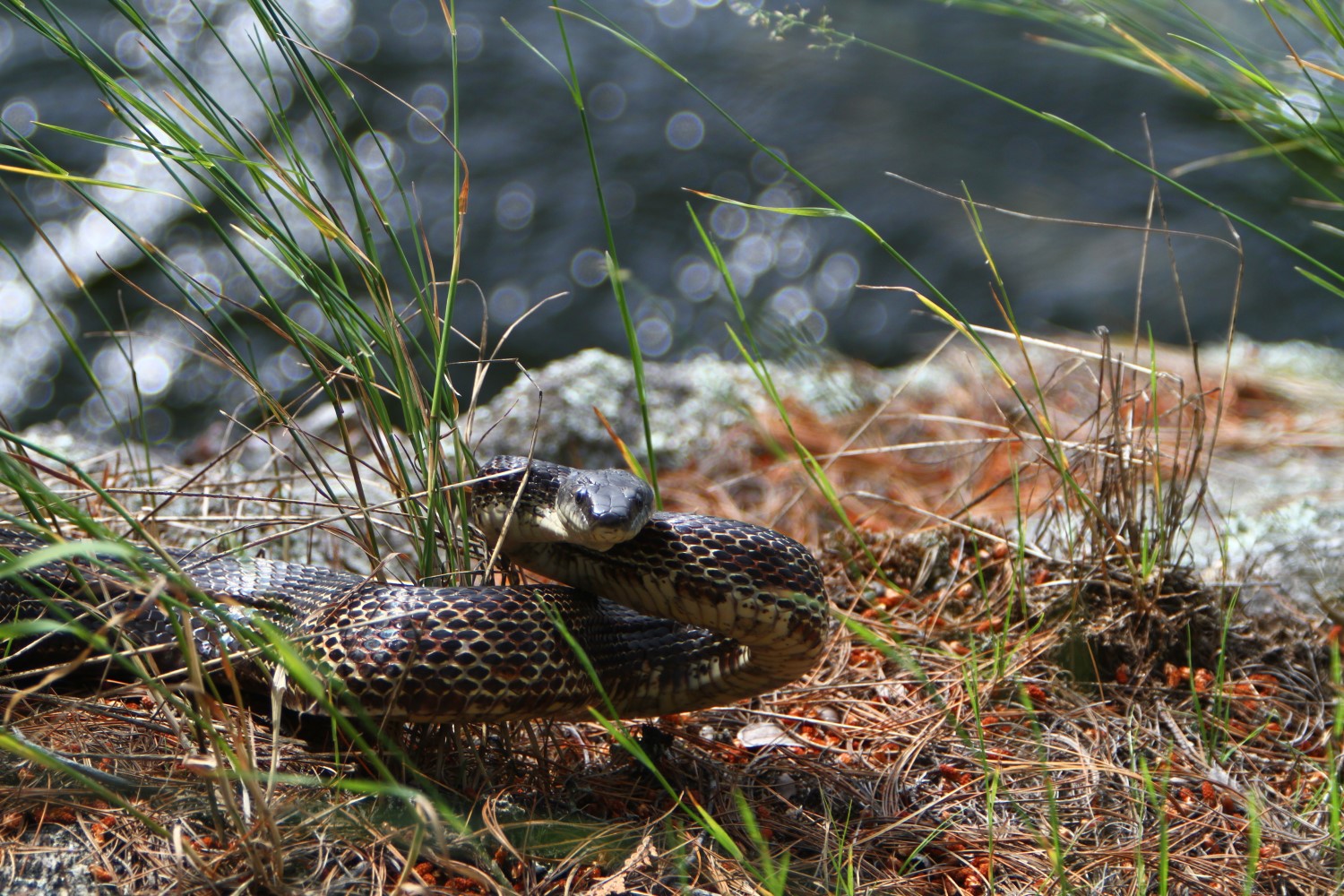 A grey snake coiled defensively in grass.