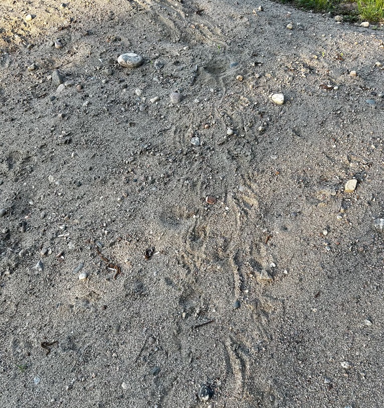 Snapping Turtle tracks in sand