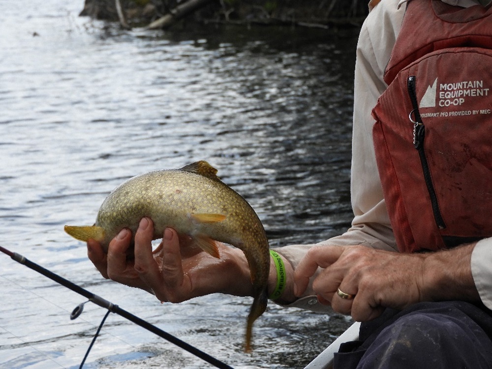 hands holding fish