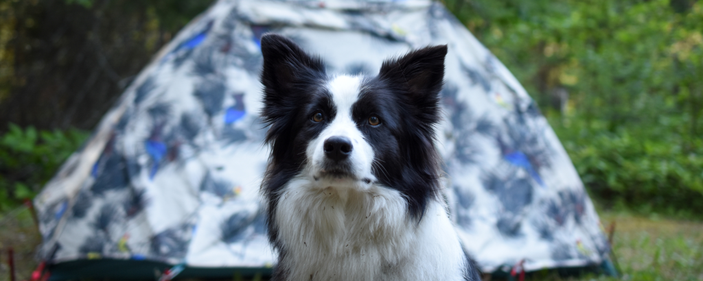 Sitka, a border collie dog, sitting in front of a tent on a campsite