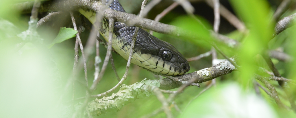 A Grey Ratsnake crawling over green leaves
