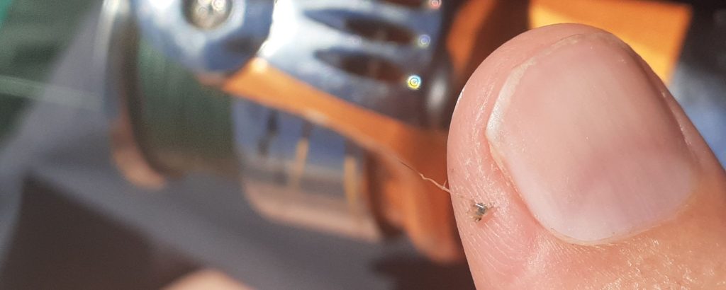 Spiny Waterflea on person's finger