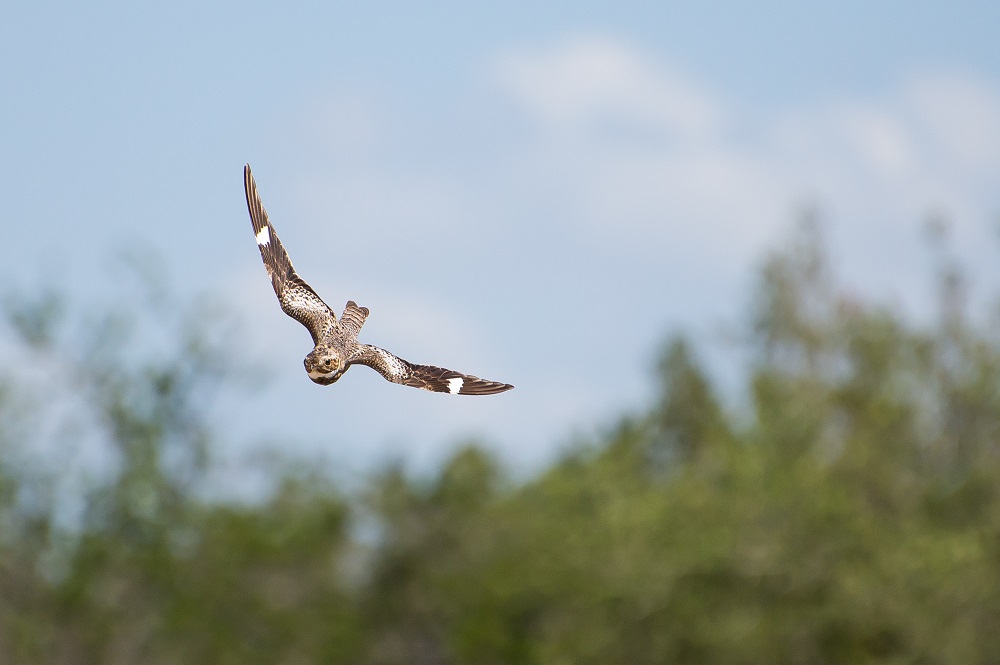 Common Nighthawk swooping