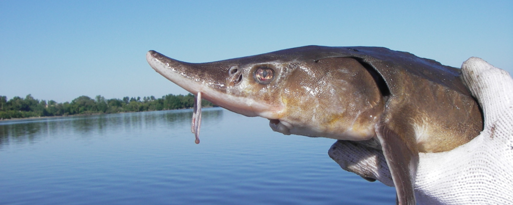 A hand holding a Lake Sturgeon, with a lake and a blue sky in the background
