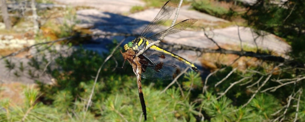 A dragonhunter dragonfly and its prey.