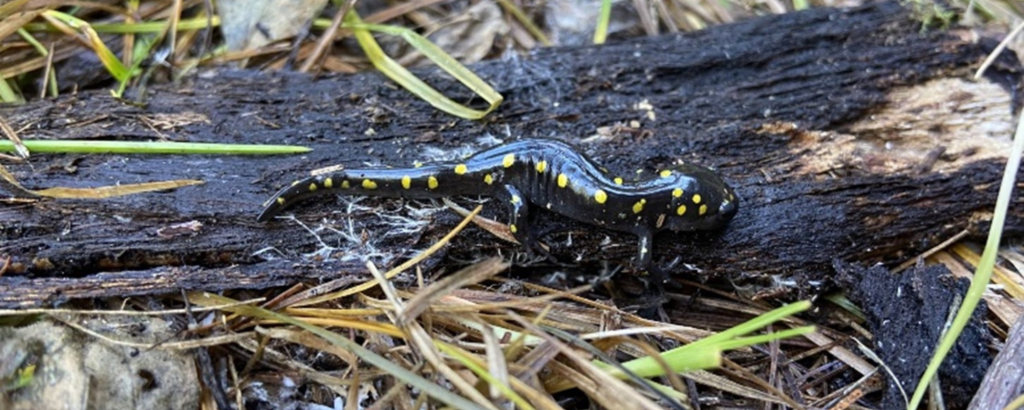 Yellow-spotted Salamander