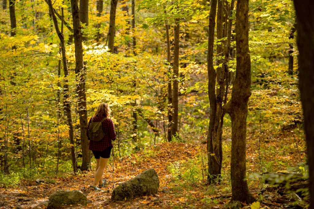 Personne en randonnée dans une forêt automnale aux couleurs vives, aux teintes de jaune et de vert