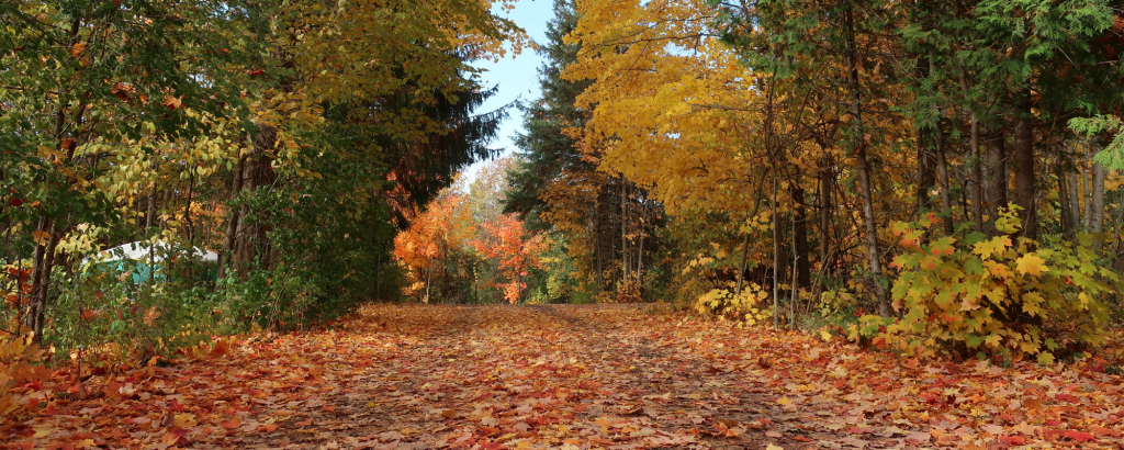 Campground road surrounded by fall colours