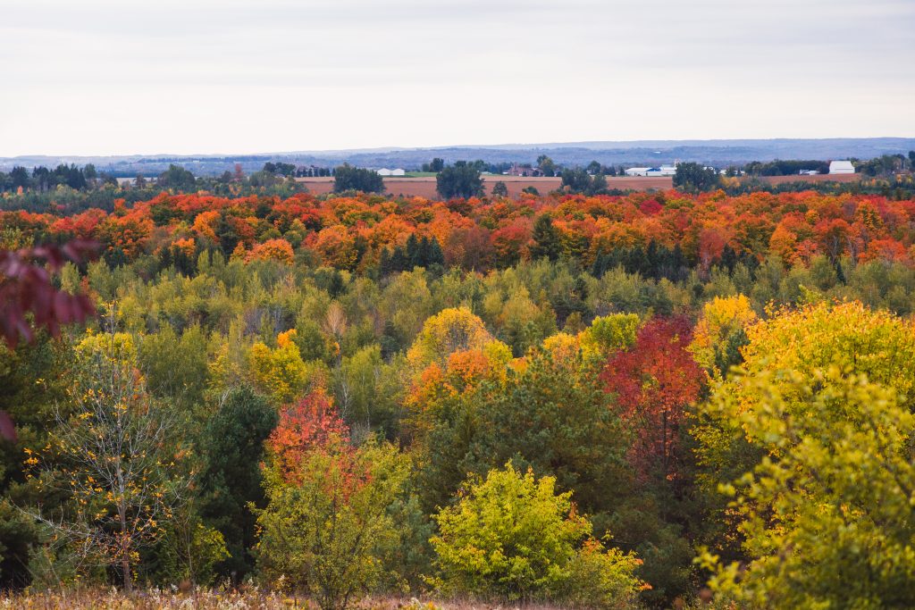 vista of fall colours