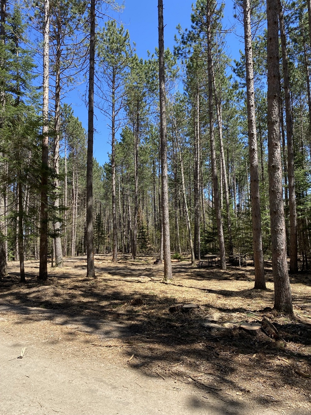 pines in campground