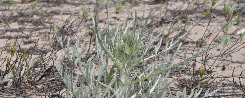 Clsoe-up of a Pitcher's Thistle growing in the sand