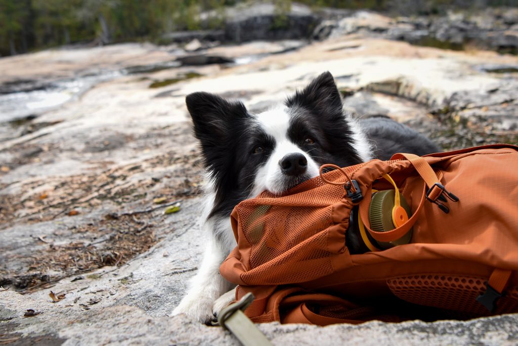 Un chien allongé sur un sac à dos contenant une bouteille d’eau dans l’une des poches 