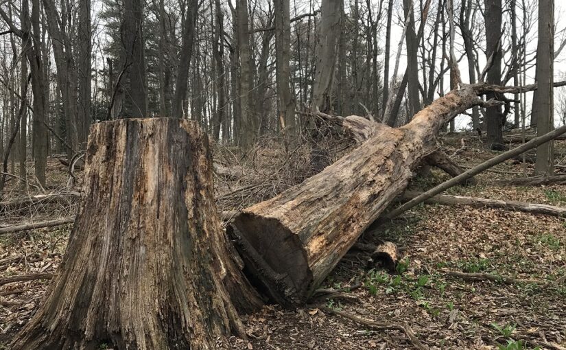 log of dead tree lying in forest