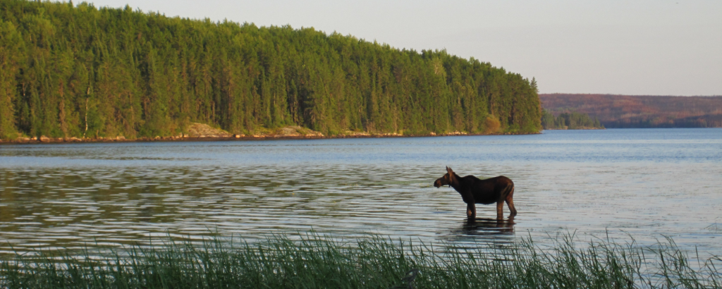 Moose standing in lake