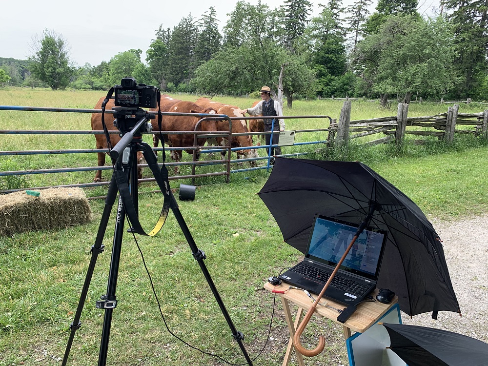 staff capturing video of cows in field