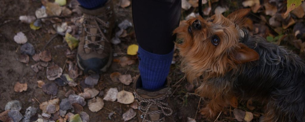 dog sitting on forest floor, looking up at owner