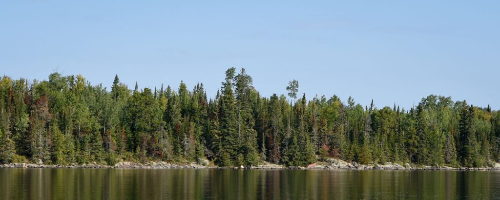 forested shoreline