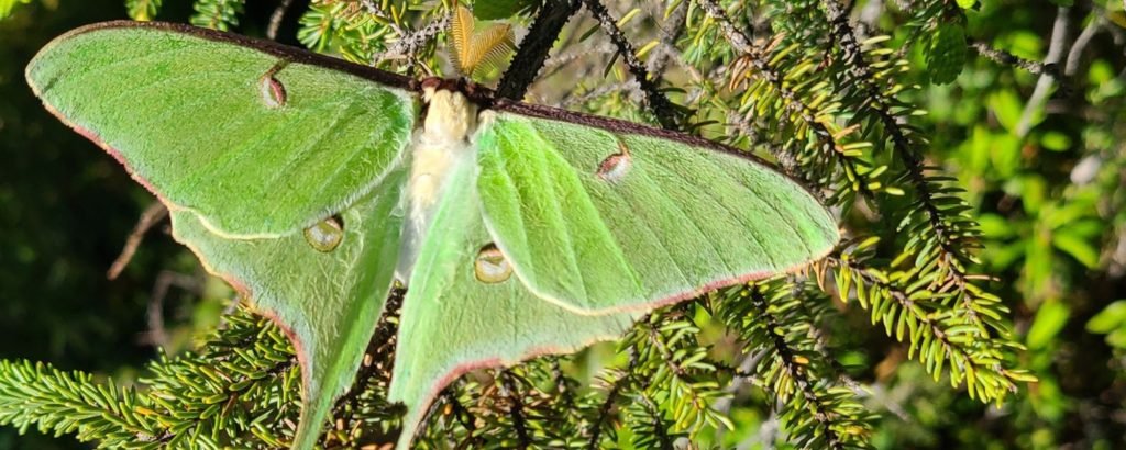 luna moth perched on evergreen branch