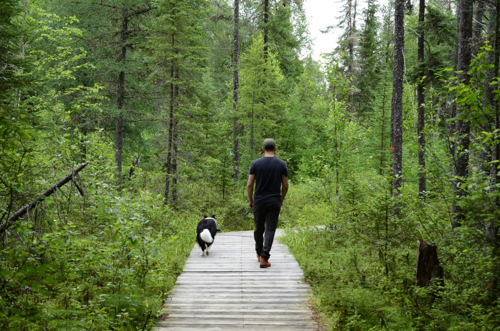 wan walking with dog on boardwalk through forest