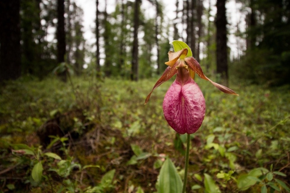 Pink Lady's Slipper (Cypripedium acaule)