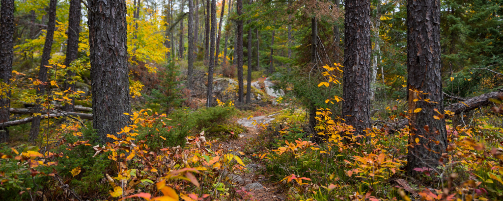 Trail through the woods surrounded by fall colours.