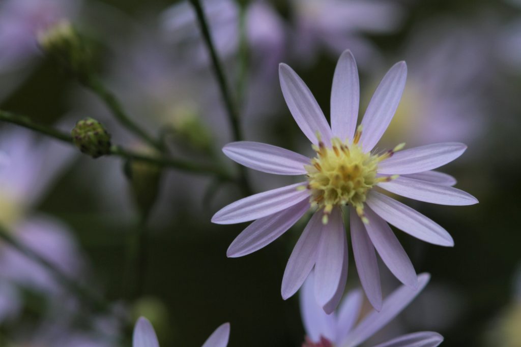 Des asters mauves