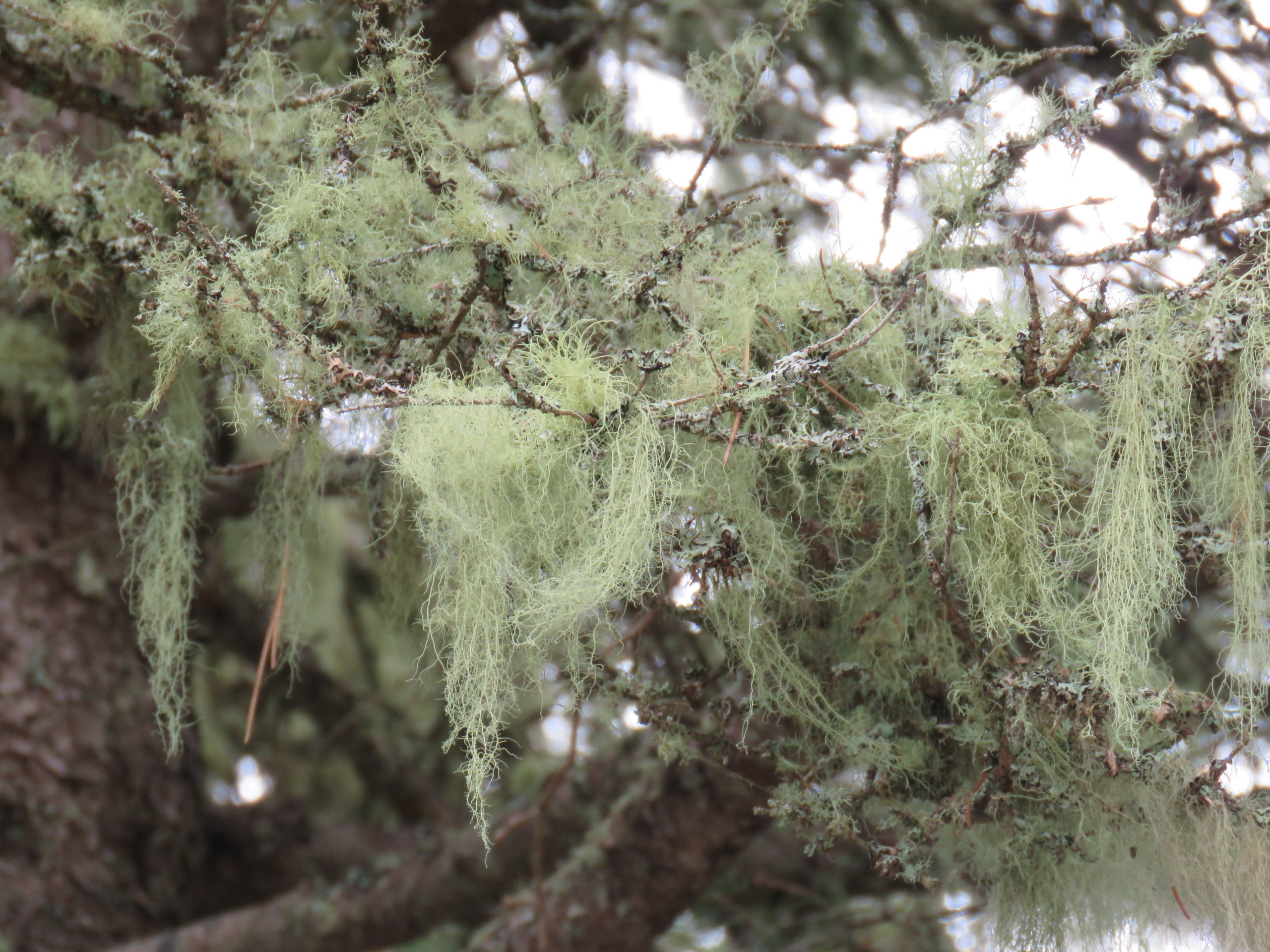 Old Man's Beard lichen hanging on tree branches at Neys Provincial Park