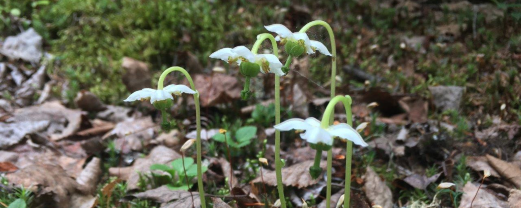 One-flowered wintergreen (Moneses uniflora)