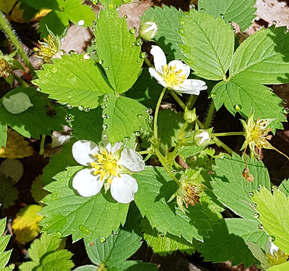 Wild Strawberry (Fragaria vesca)